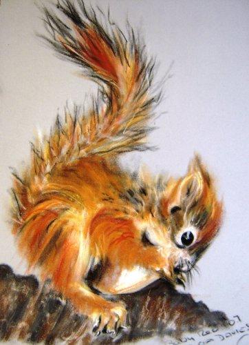 Squirrel 