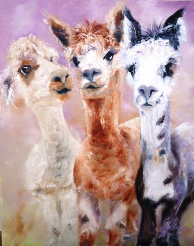 Alpacas 